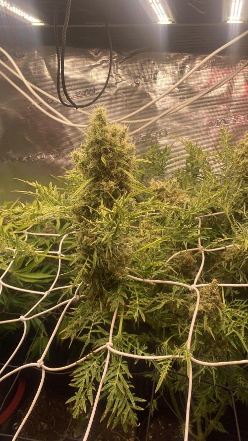 Mentha De Croco - TerpyZ. Mutant. Week 17 - day 80