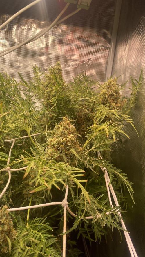Mentha De Croco - TerpyZ. Mutant. Week 17 - day 80