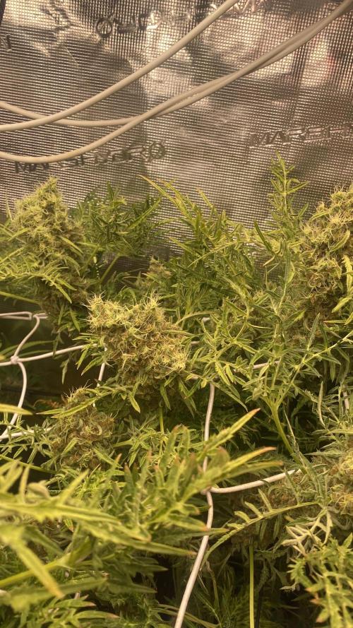 Mentha De Croco - TerpyZ. Mutant. Week 17 - day 80