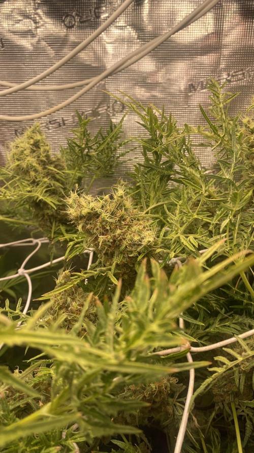 Mentha De Croco - TerpyZ. Mutant. Week 17 - day 80