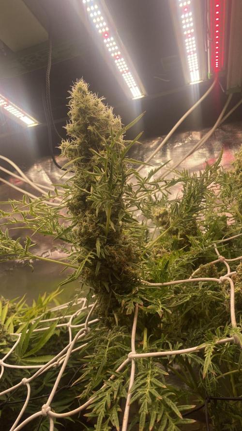 Mentha De Croco - TerpyZ. Mutant. Week 17 - day 80