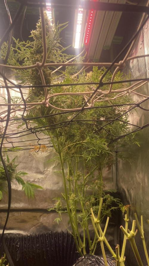Mentha De Croco - TerpyZ. Mutant. Week 17 - day 80