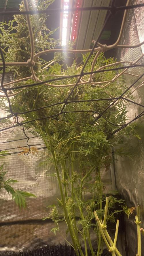 Mentha De Croco - TerpyZ. Mutant. Week 17 - day 80