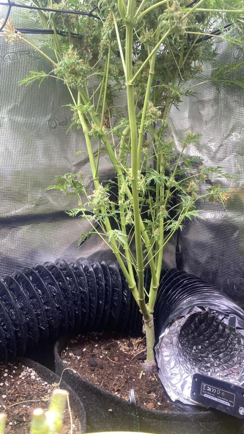 Mentha De Croco - TerpyZ. Mutant. Week 17 - day 80