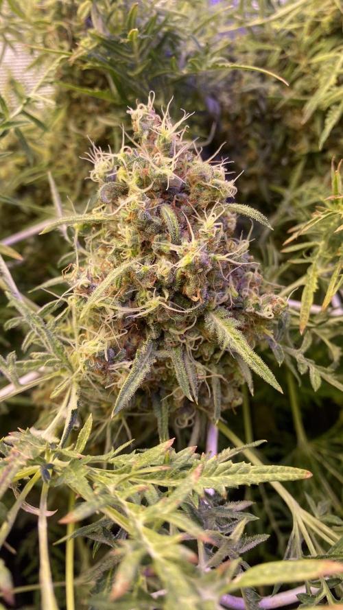 Mentha De Croco - TerpyZ. Mutant. Week 18 - day 88