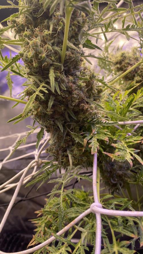 Mentha De Croco - TerpyZ. Mutant. Week 18 - day 88