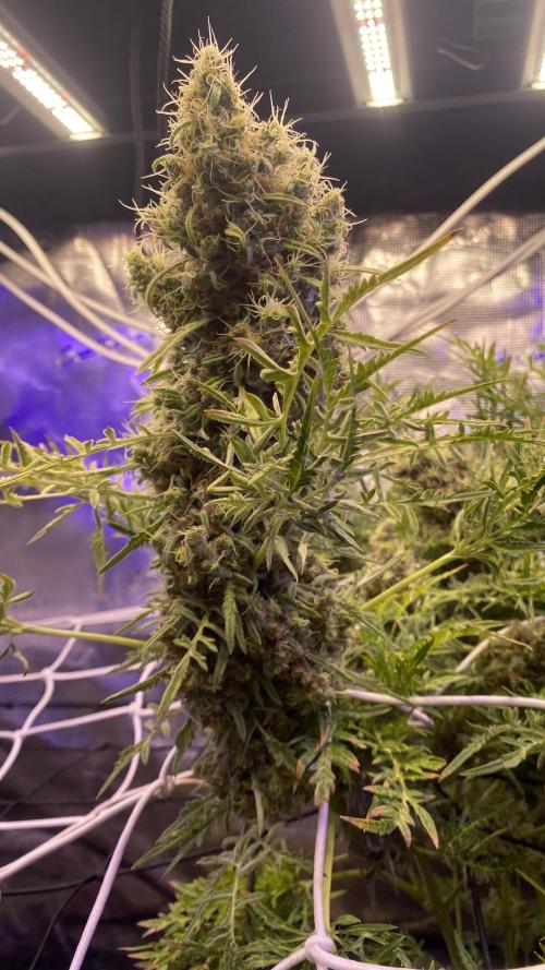 Mentha De Croco - TerpyZ. Mutant. Week 18 - day 88