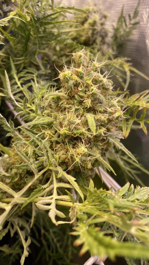 Mentha De Croco - TerpyZ. Mutant. Week 18 - day 88