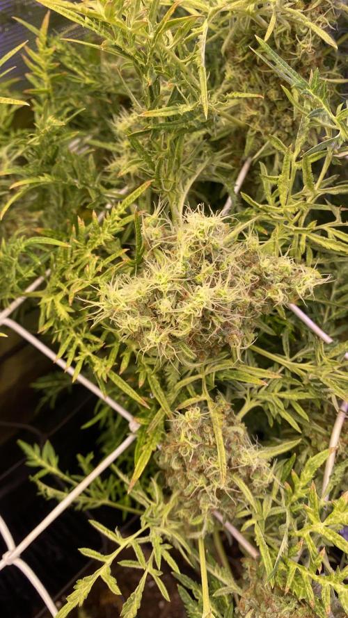 Mentha De Croco - TerpyZ. Mutant. Week 18 - day 88
