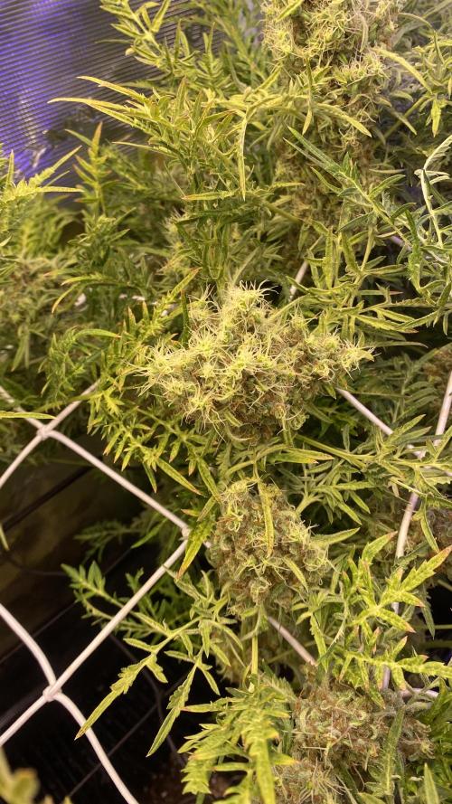 Mentha De Croco - TerpyZ. Mutant. Week 18 - day 88