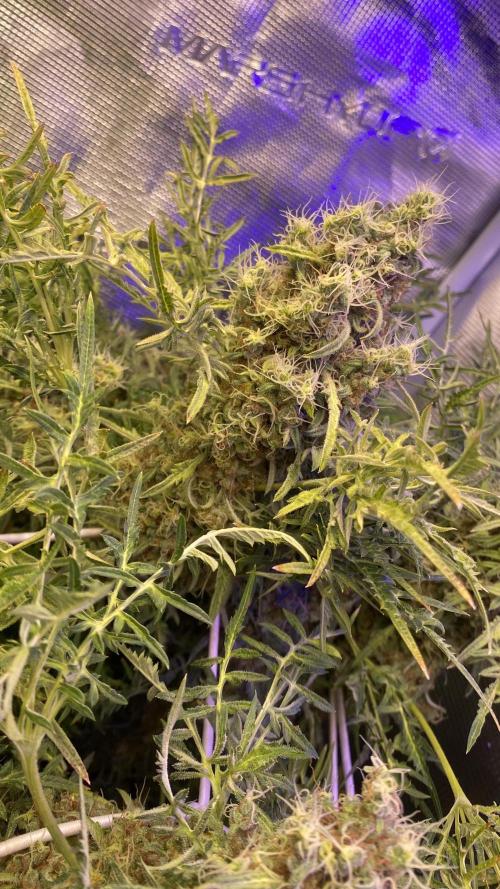 Mentha De Croco - TerpyZ. Mutant. Week 18 - day 88