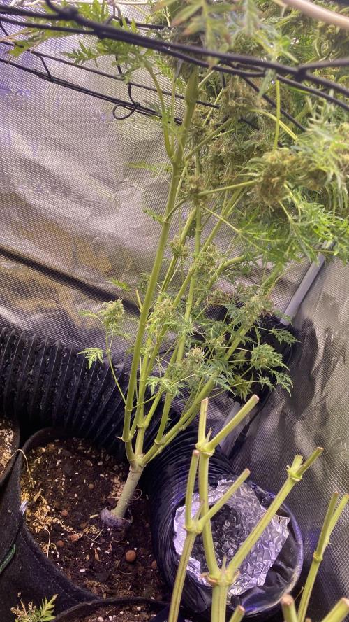 Mentha De Croco - TerpyZ. Mutant. Week 18 - day 88