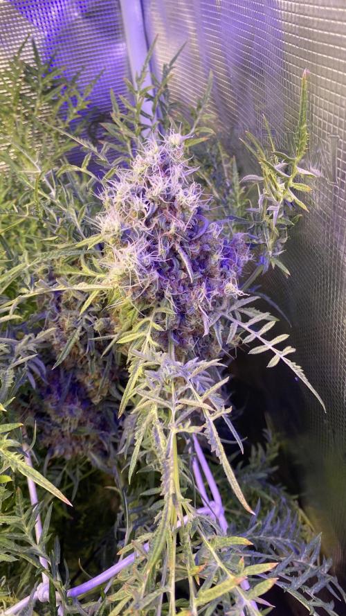 Mentha De Croco - TerpyZ. Mutant. Week 18 - day 88