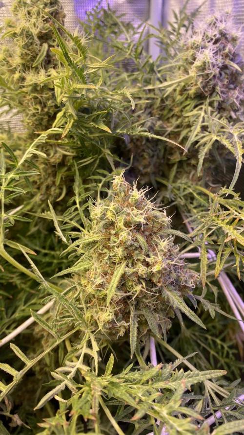 Mentha De Croco - TerpyZ. Mutant. Week 18 - day 88