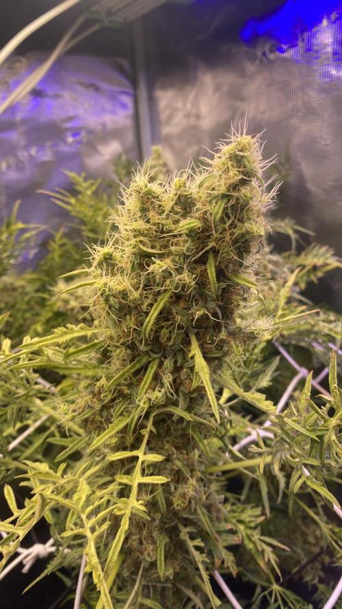 Mentha De Croco - TerpyZ. Mutant. Week 18 - day 88