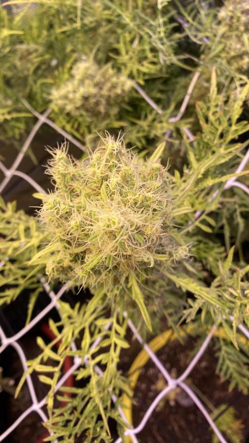 Mentha De Croco - TerpyZ. Mutant. Week 18 - day 88
