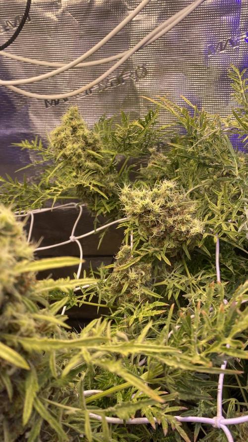 Mentha De Croco - TerpyZ. Mutant. Week 18 - day 88