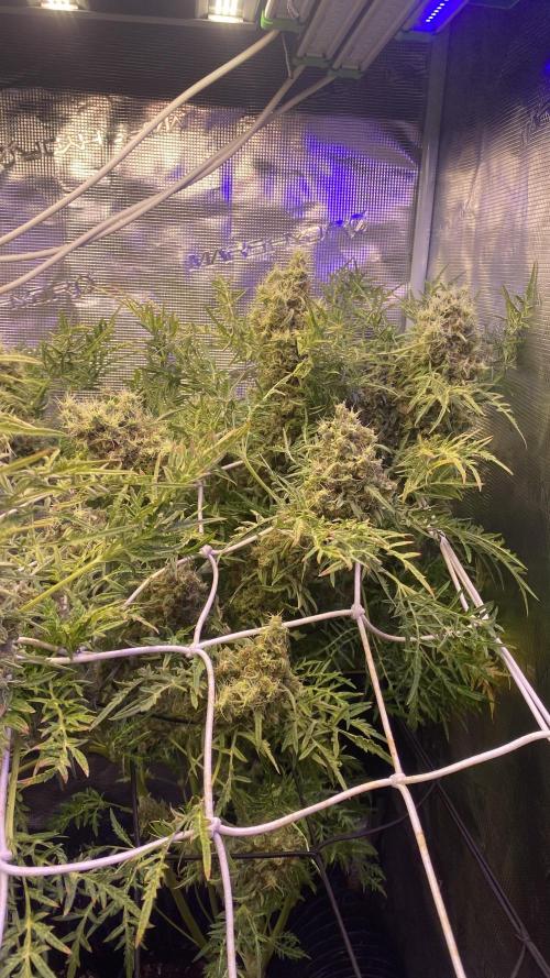 Mentha De Croco - TerpyZ. Mutant. Week 18 - day 88