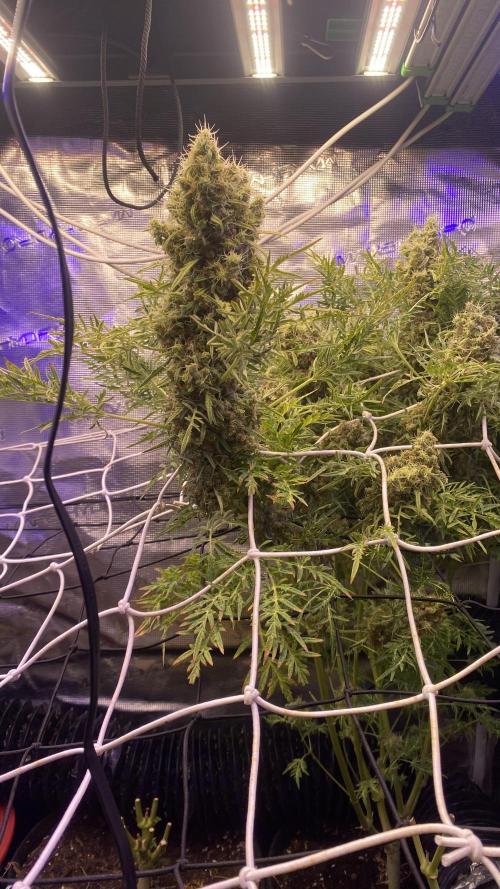 Mentha De Croco - TerpyZ. Mutant. Week 18 - day 88