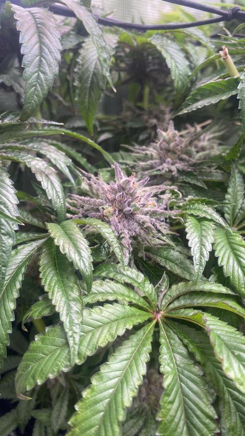 Zamnesia - Hindu Kush - Landrace - Fem. Week 17
