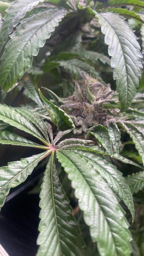 Zamnesia - Hindu Kush - Landrace - Fem. Week 17