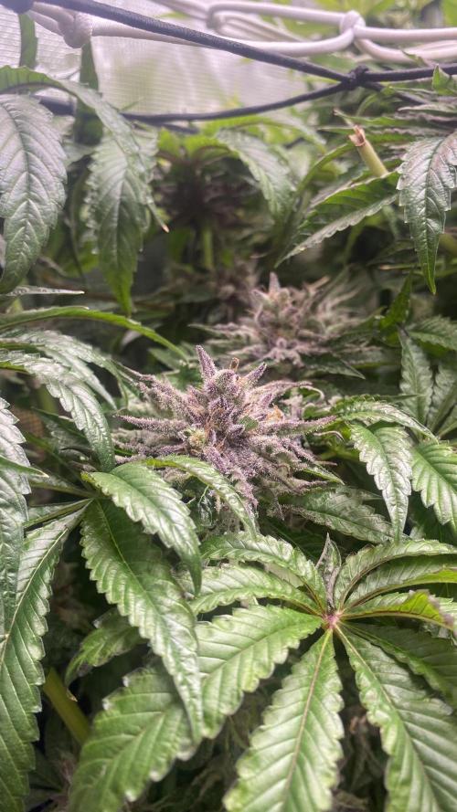 Zamnesia - Hindu Kush - Landrace - Fem. Week 17