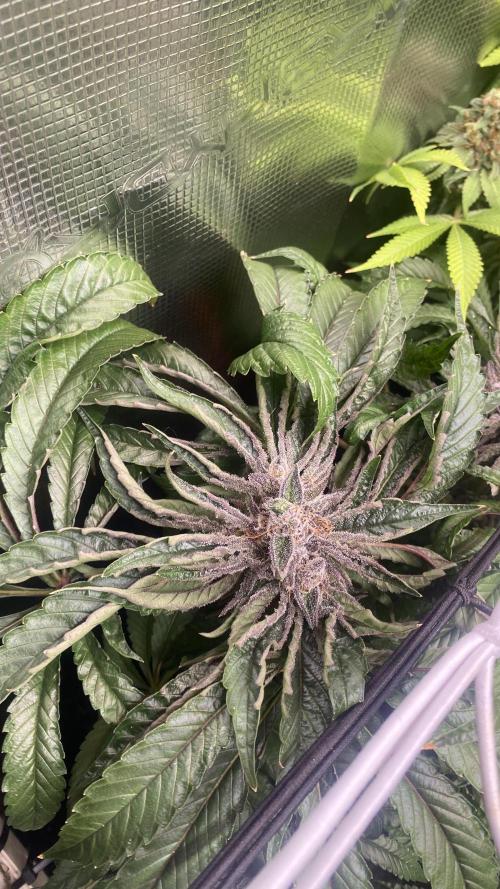 Zamnesia - Hindu Kush - Landrace - Fem. Week 17
