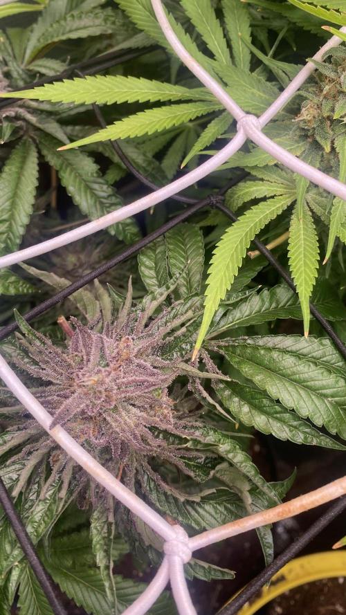 Zamnesia - Hindu Kush - Landrace - Fem. Week 17