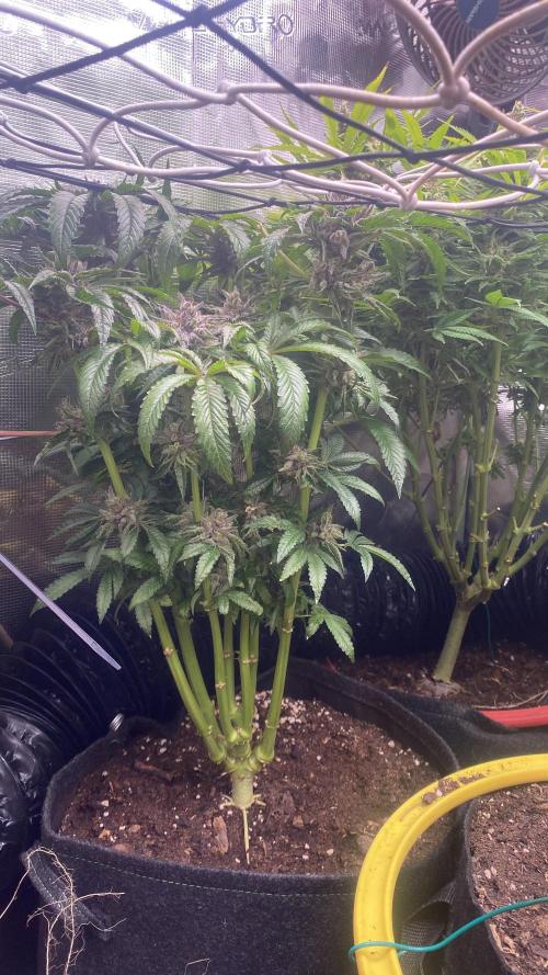 Zamnesia - Hindu Kush - Landrace - Fem. Week 17