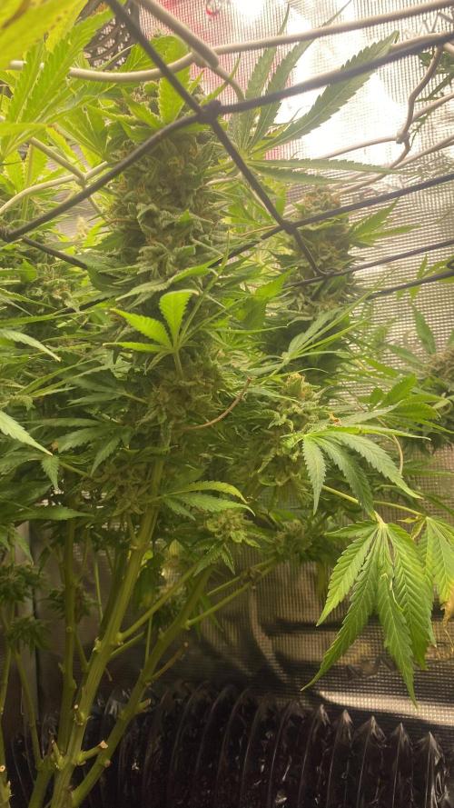 Mazar Kush - World Of Seeds. Week 18