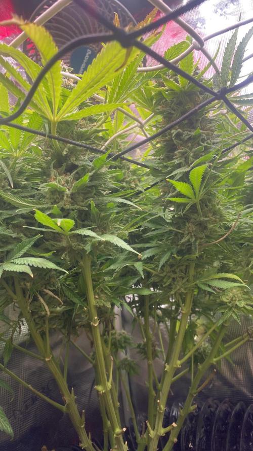 Mazar Kush - World Of Seeds. Week 18