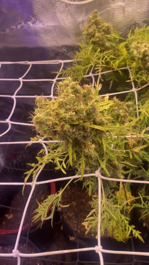 Mentha De Croco - TerpyZ. Mutant