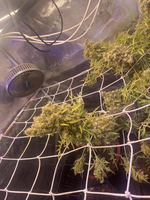 Mentha De Croco - TerpyZ. Mutant. Week 20 - week 14 day 100