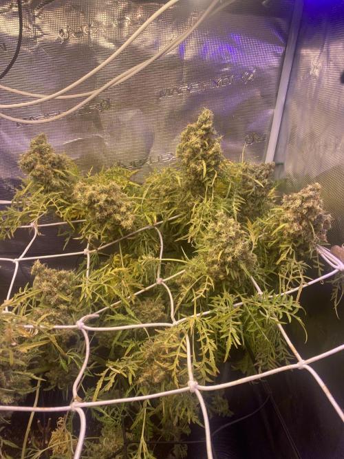 Mentha De Croco - TerpyZ. Mutant. Week 20 - week 14 day 100