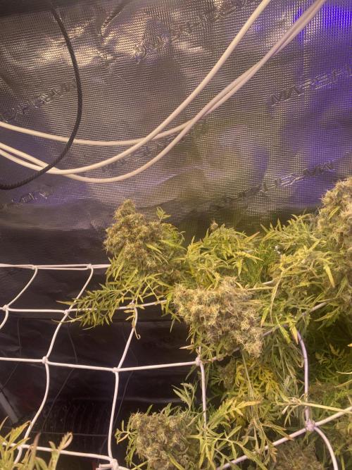 Mentha De Croco - TerpyZ. Mutant. Week 20 - week 14 day 100