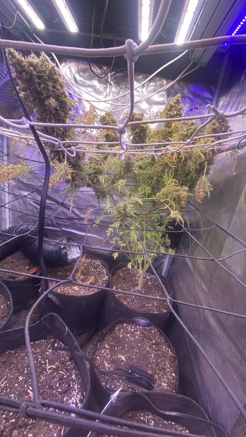 Mentha De Croco - TerpyZ. Mutant. Week 22