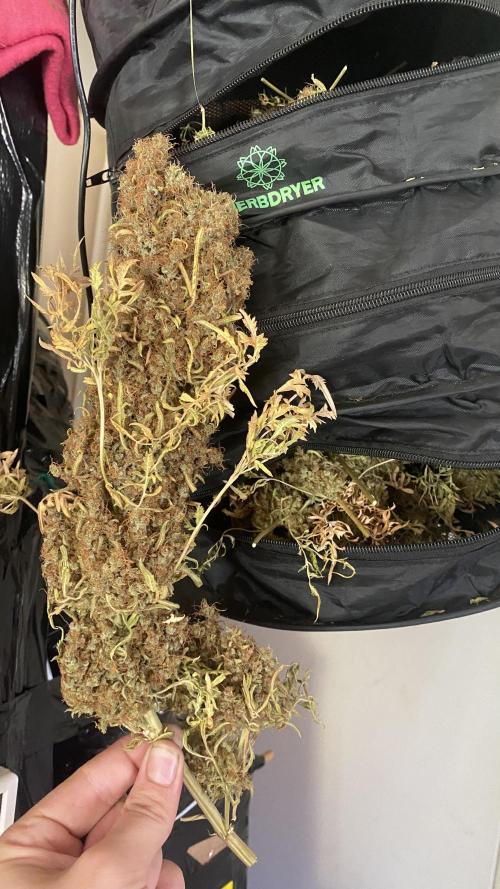 Mentha De Croco - TerpyZ. Mutant. Week 22 - biggest bud