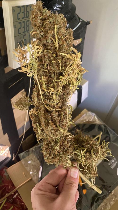 Mentha De Croco - TerpyZ. Mutant. Week 22 - biggest bud