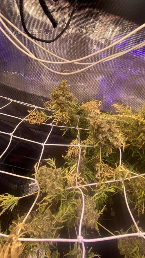 Mentha De Croco - TerpyZ. Mutant. Week 22 - last days alive