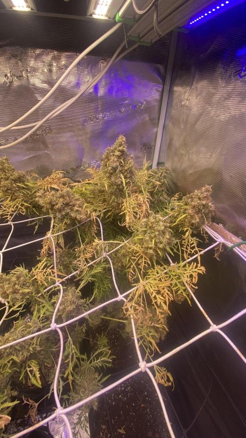 Mentha De Croco - TerpyZ. Mutant. Week 22 - last days alive
