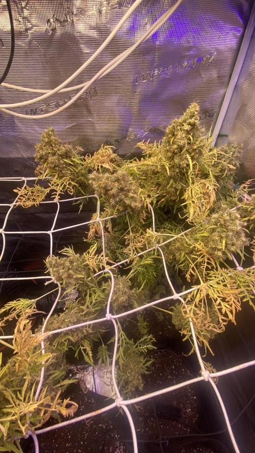 Mentha De Croco - TerpyZ. Mutant. Week 22 - last days alive