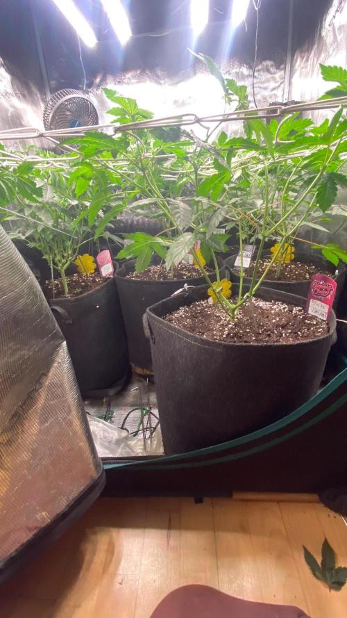 GC Sticky Wasabi Triploid Biotabs. Week 3