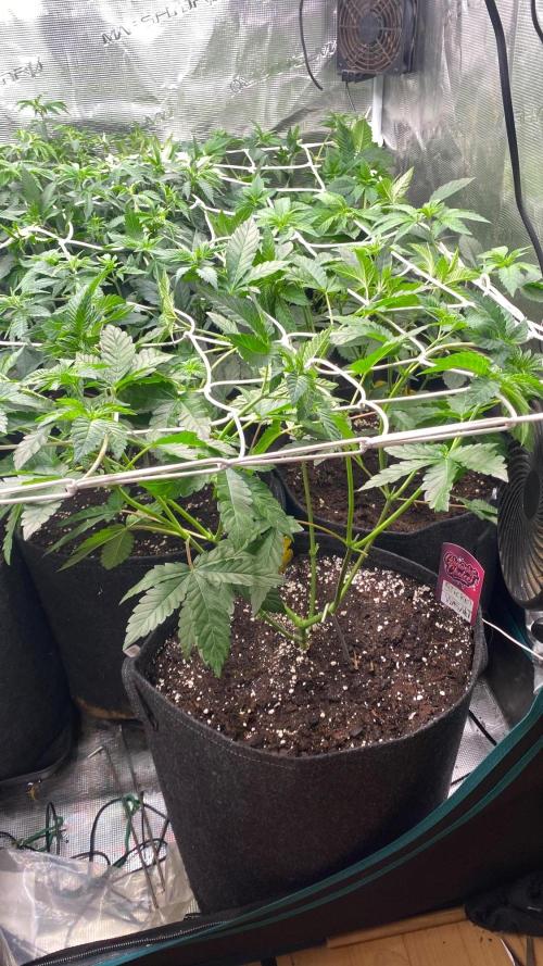 GC Sticky Wasabi Triploid Biotabs. Week 3
