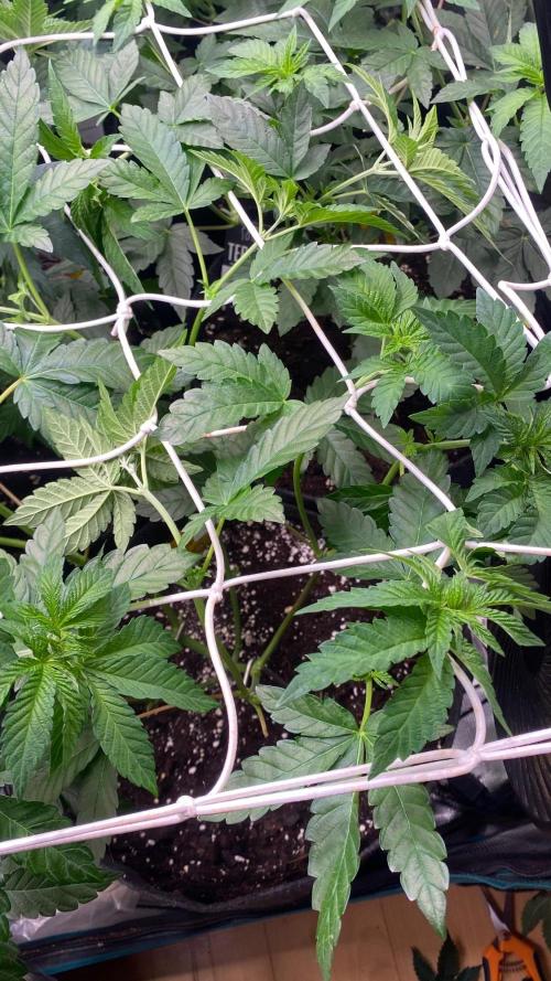 GC Sticky Wasabi Triploid Biotabs. Week 3