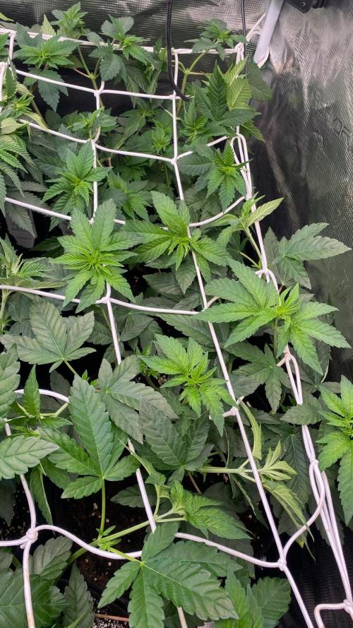 GC Sticky Wasabi Triploid Biotabs. Week 3