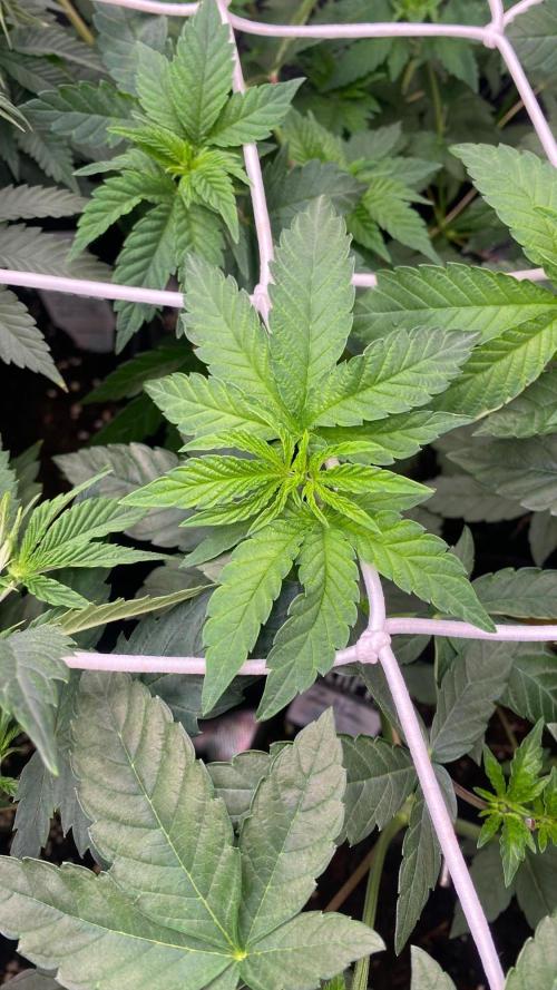 Sticky Wasabi Triploid F1. Week 3
