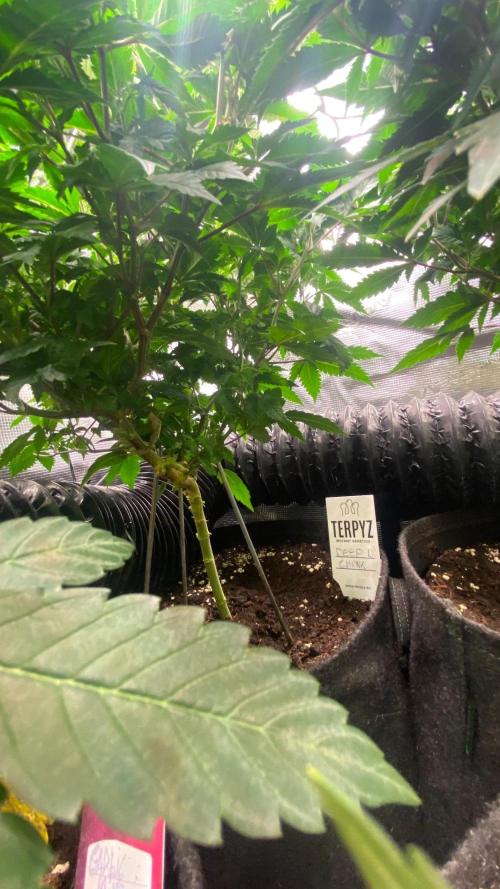 Deep Chunk Clones 1/2 BIOTABS. Week 3