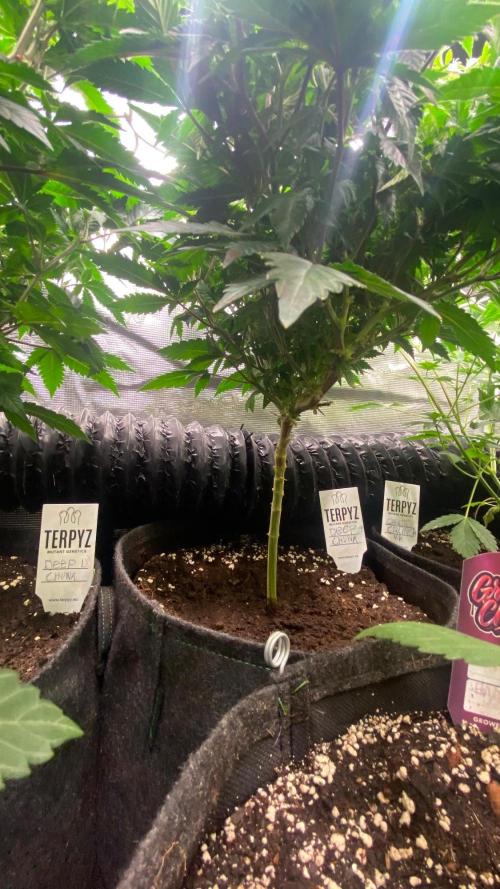 Deep Chunk Clones 1/2 BIOTABS. Week 3
