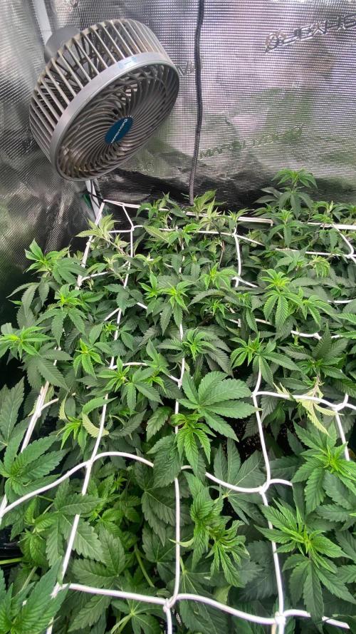 Deep Chunk Clones 1/2 BIOTABS. Week 3
