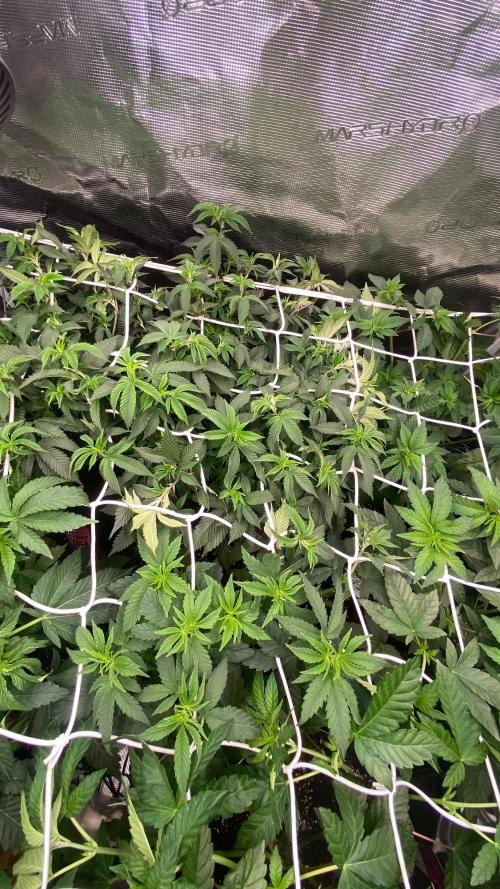 Deep Chunk Clones 1/2 BIOTABS. Week 3